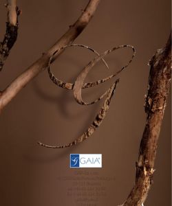 Gaia Lingerie - Fall Winter 2019